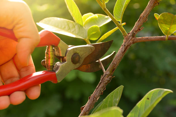 Reliable Charlotte, TN Tree Removal Services Solutions